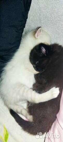 Котята в добрые руки 1 месяц сиамские