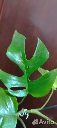 Рафидофора тетрасперма