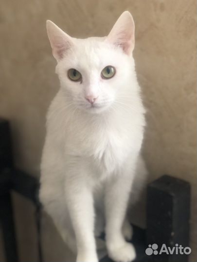 Кошечка Снежа ищет дом