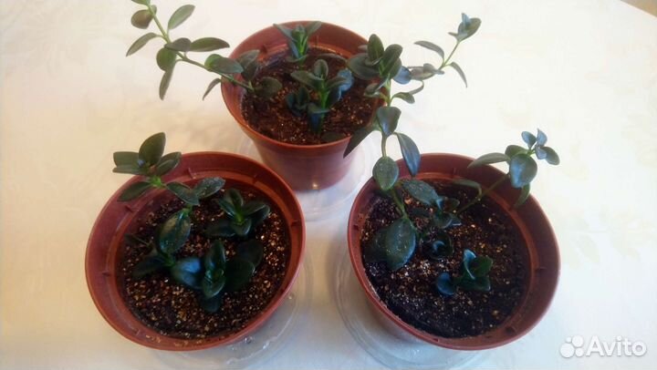 Гипоцирта. Комнатные растения, цветы