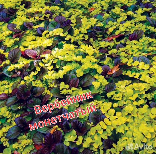 Шиловидный флокс, вербейник, почвопокровники