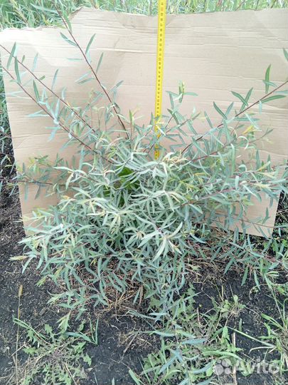 Ива Пурпурная Нана