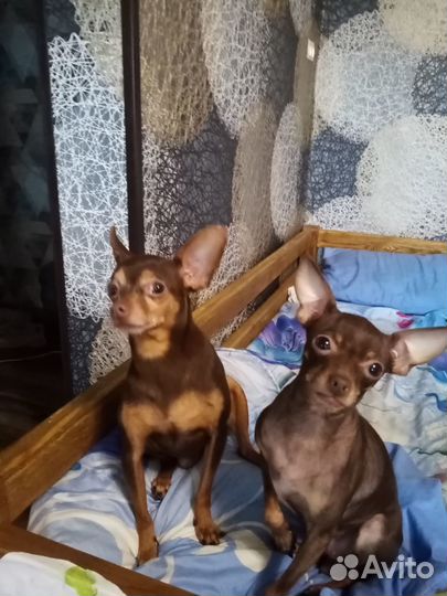 Вязка той терьер