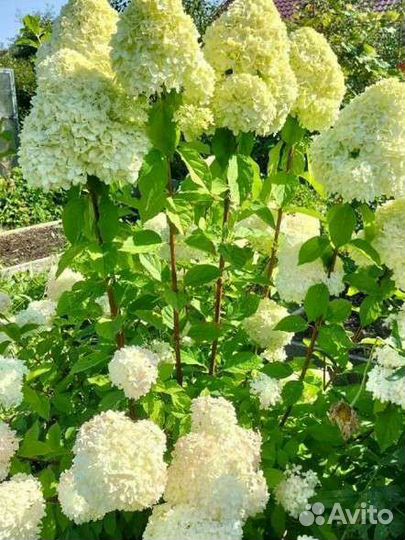 Гартензия метельчатая Полар бир