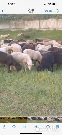 Овцы бараны