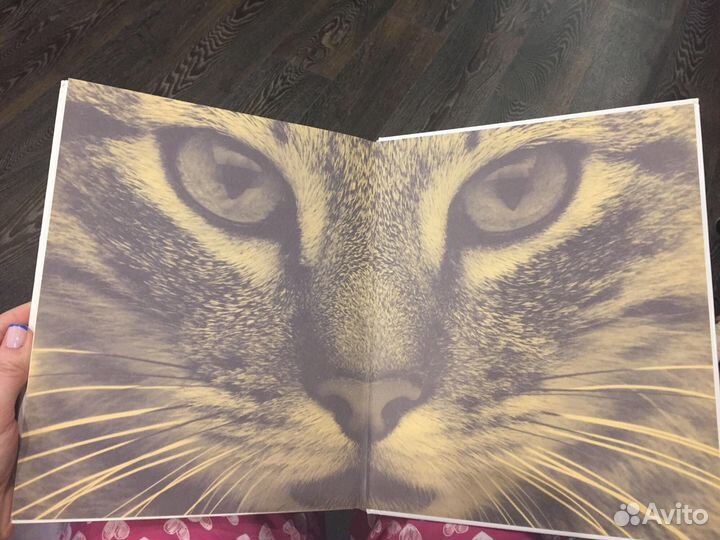 Книга Все о кошке