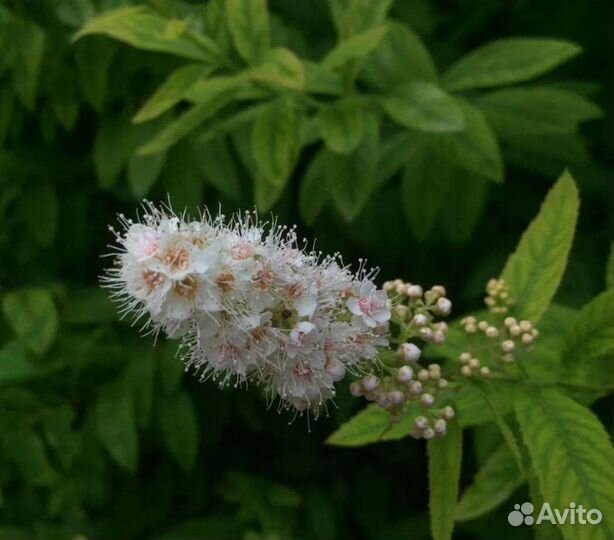 Хоста, Калина, бирючина, сирень и цветы