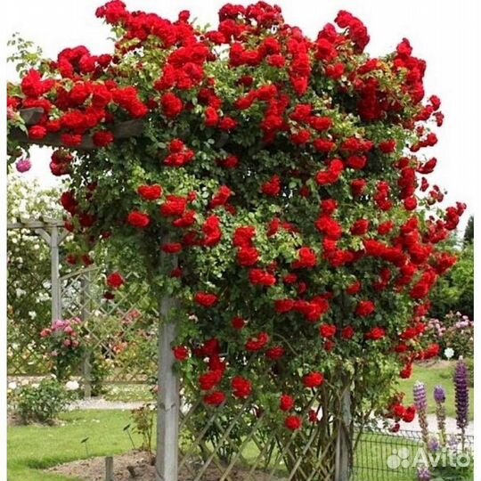 Плетистые розы для сибири