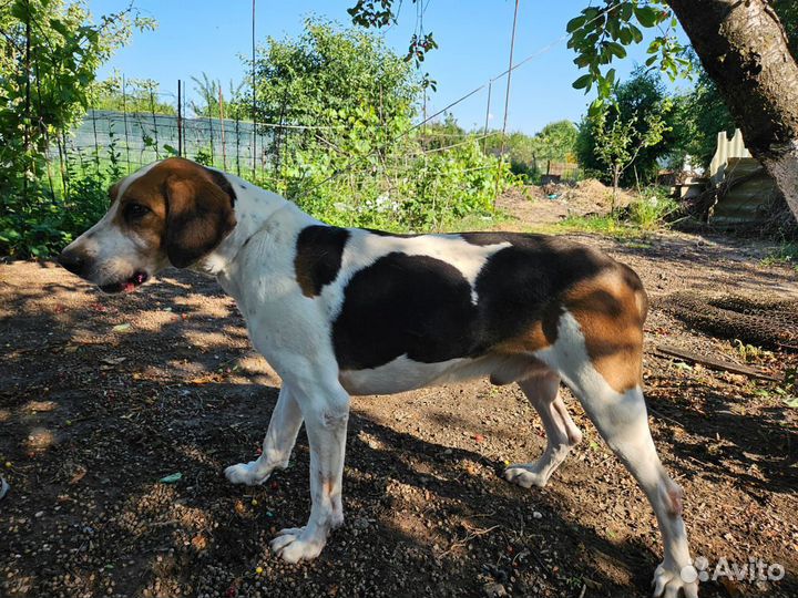 Русская пегая гончая