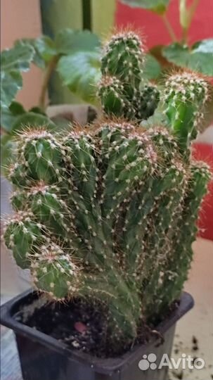 Кактус