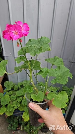 Пеларгония герань