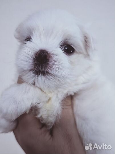 Щенки мальтезе Корея