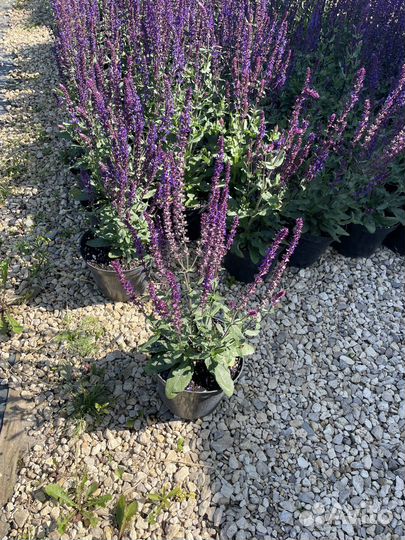 Шалфей дубравный Caradonna