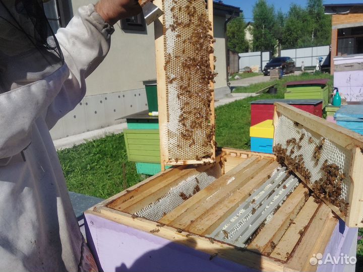 Пчелопакеты бакфаст карника в Москве