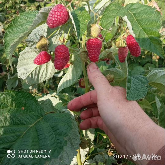 Саженцы ремонтантной малины и рассада клубники