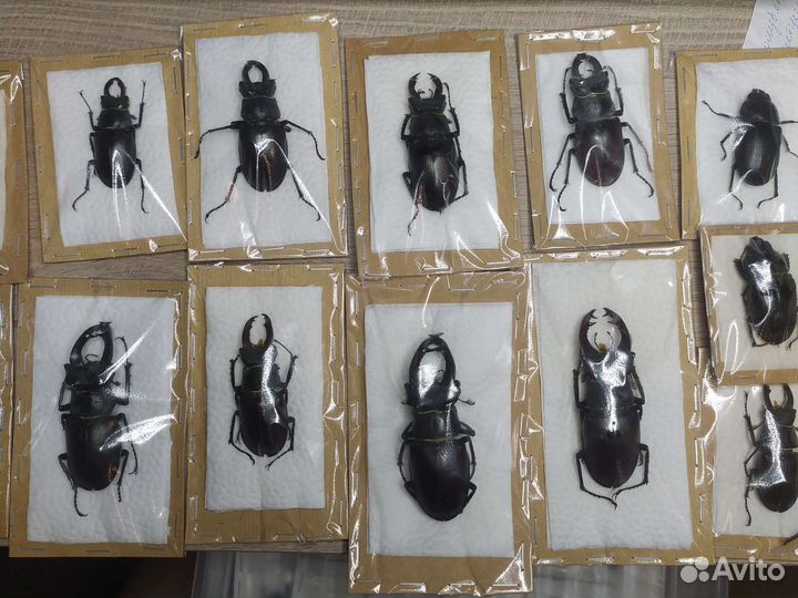 Жуки-олени Lucanus cervus cervus