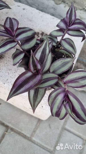 Традесканция зебрина