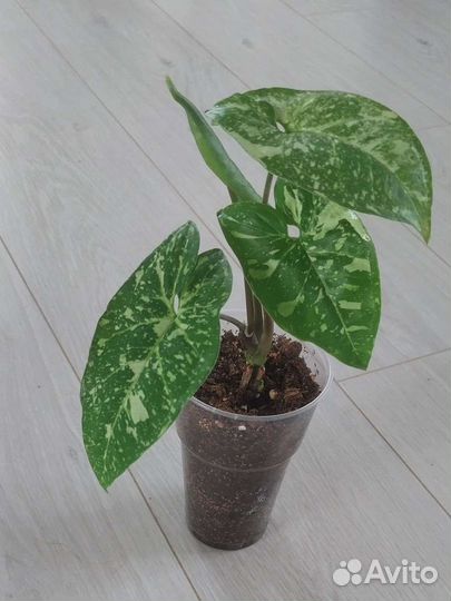 Сингониум, сорта разные