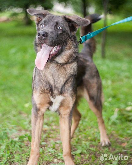 Собака в добрые ответственные руки