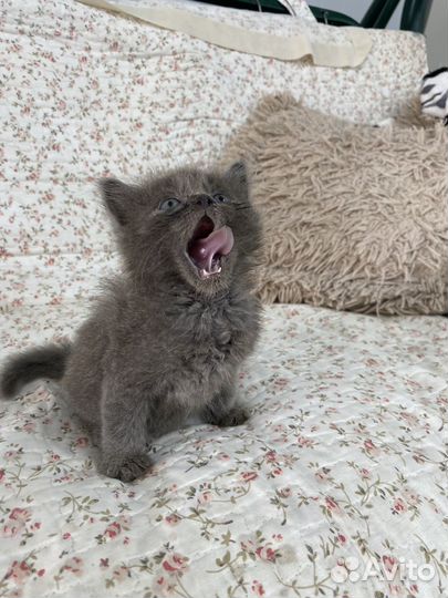 Котята, сиамские котята, черные котята