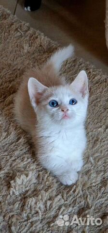 Манчкин кот цветной с голубыми глазами объявление продам