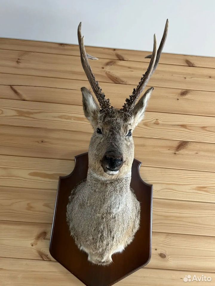 Чучело косули, Ижевск