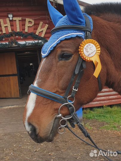 Лошадь в аренду