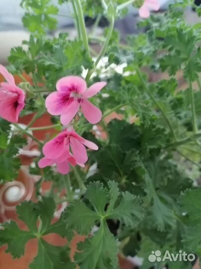 Домашние цветы