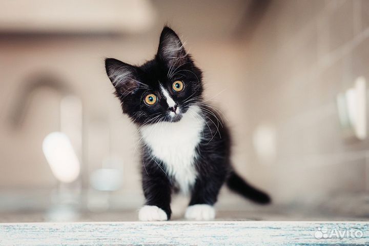 Котенок в добрые руки