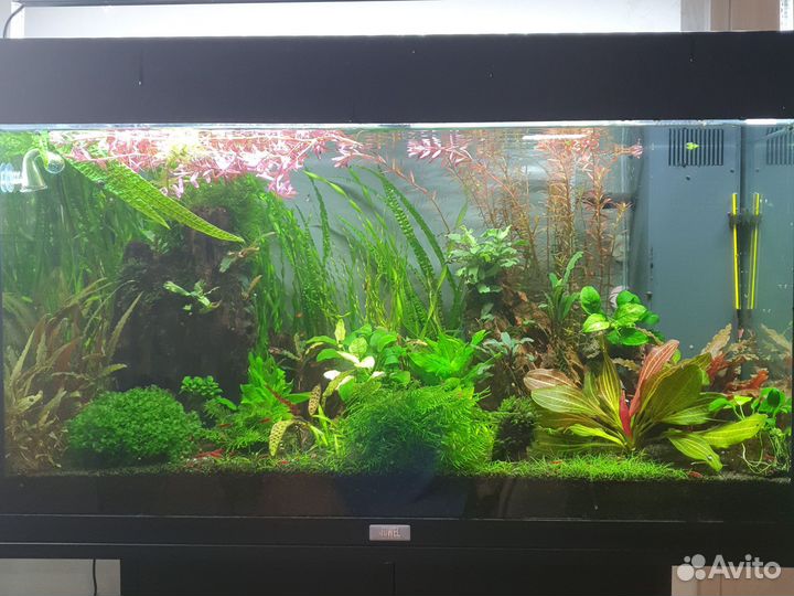 Растения для аквариума
