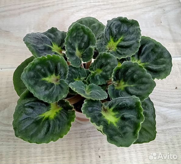 Стартеры сортовых фиалок