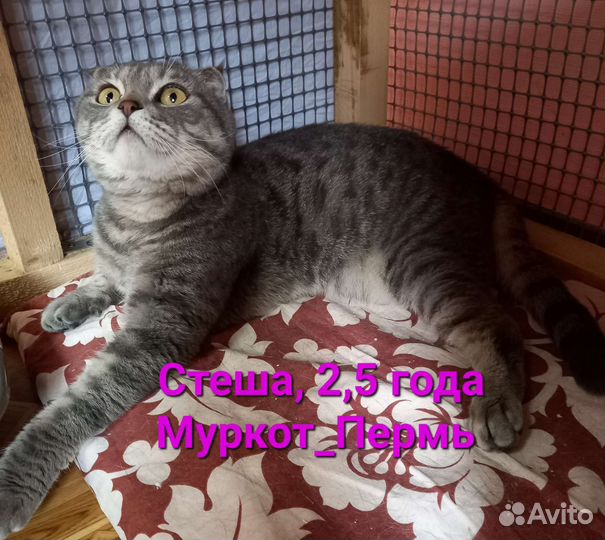 Шотландская вислоухая кошка бесплатно
