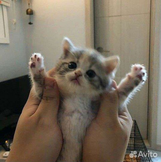 Шотландский котёнок