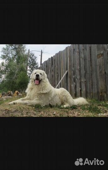 Польско подгалянская овчарка.Вязка