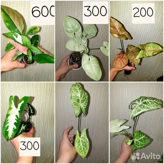 Сингониумы сортовые