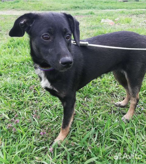 Девочка в добрые ручки