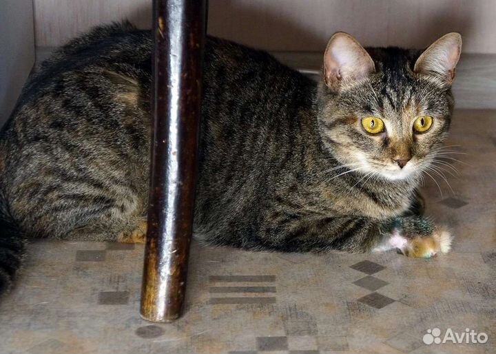 Кошка Масяня