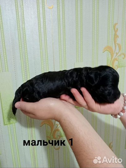 Щенки той пуделя