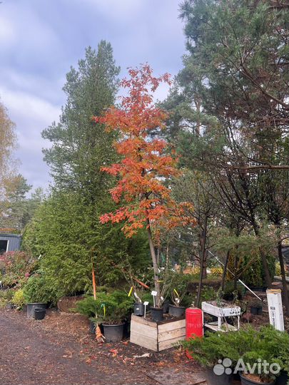 Дуб красный