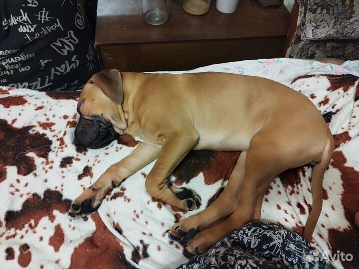 Щенки питбуля