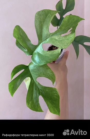 Сциндапсусы, эпипремнумы, монстеры