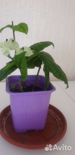 Цветок клеродентрум Томсона