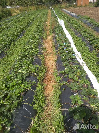 Рассада клубники