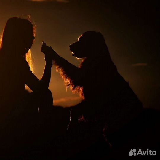 Выгул собак