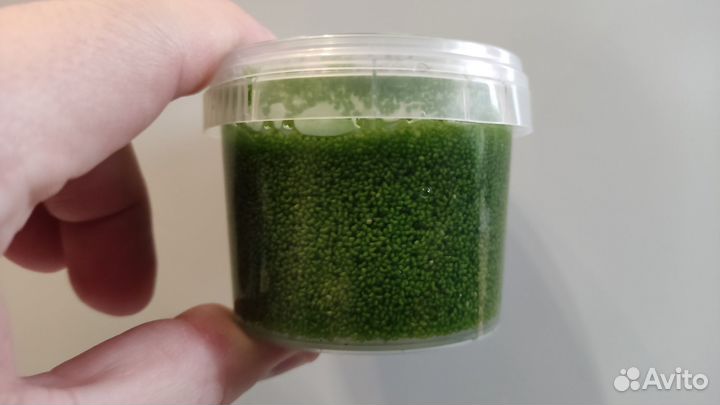 Вольфия (Wolffia)