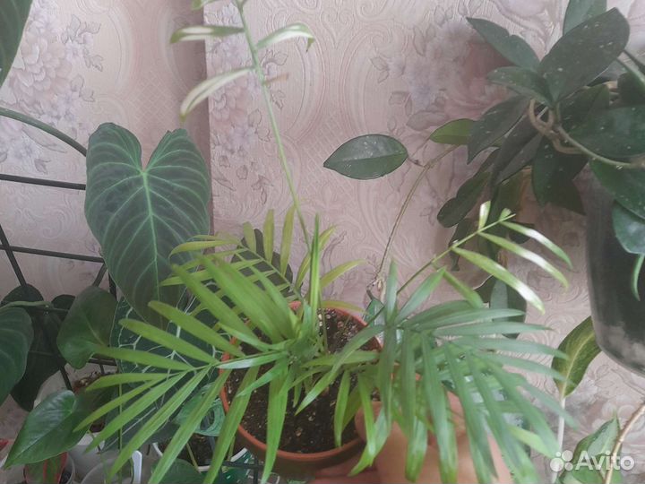 Пальма фикус драцена