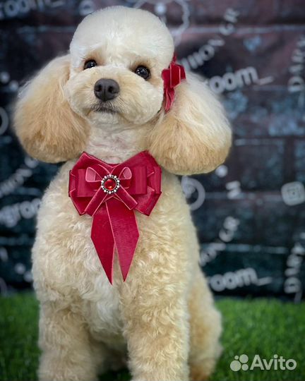 Груминг собак