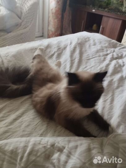 Священная бирма вязка