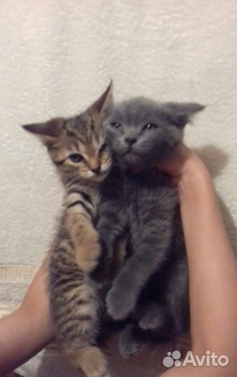 Котята бесплатно