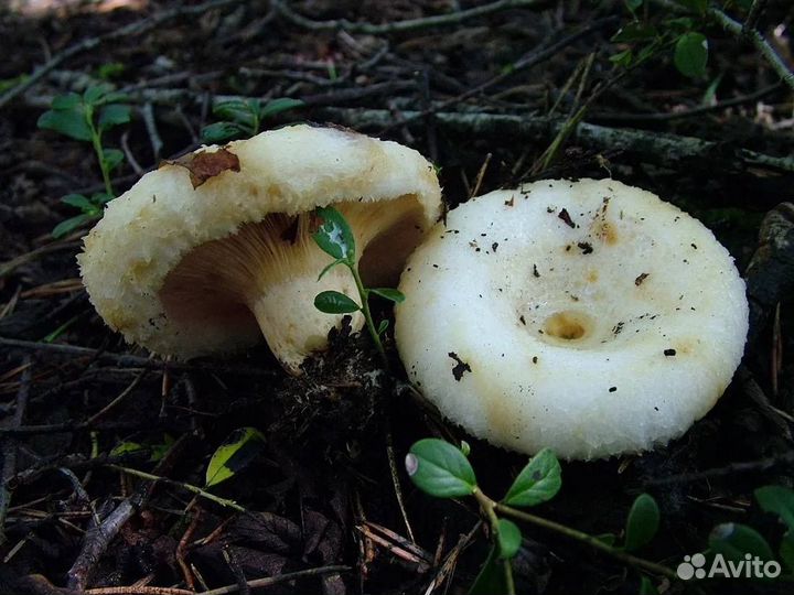 Грузди соленые